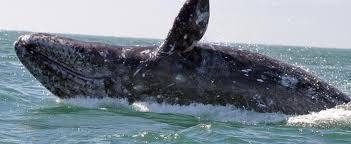A grey whale